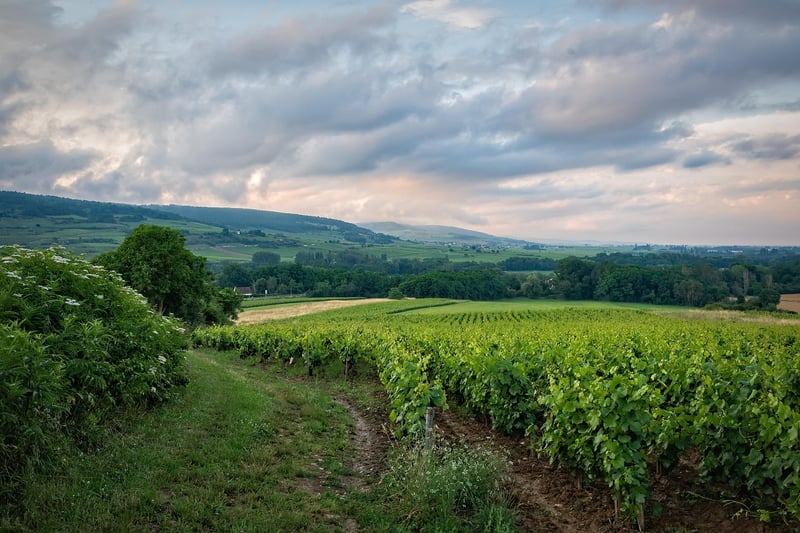 Wizarding Vineyards